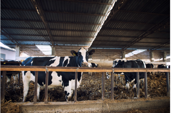 How a Cow Sanctuary Provides Safe and Caring Shelter